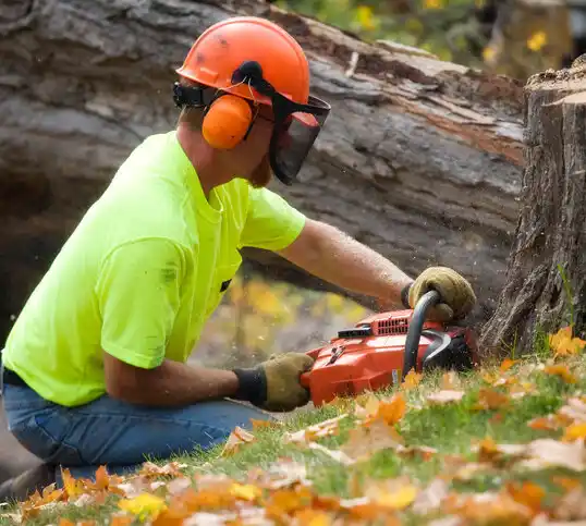 tree services Bridgetown